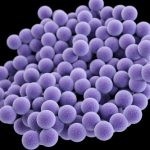MRSA BAKTERİSİ