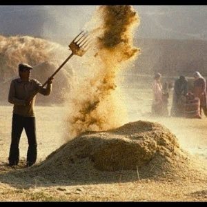 Sapla Saman Ayıran - Ayıklayan Adam
